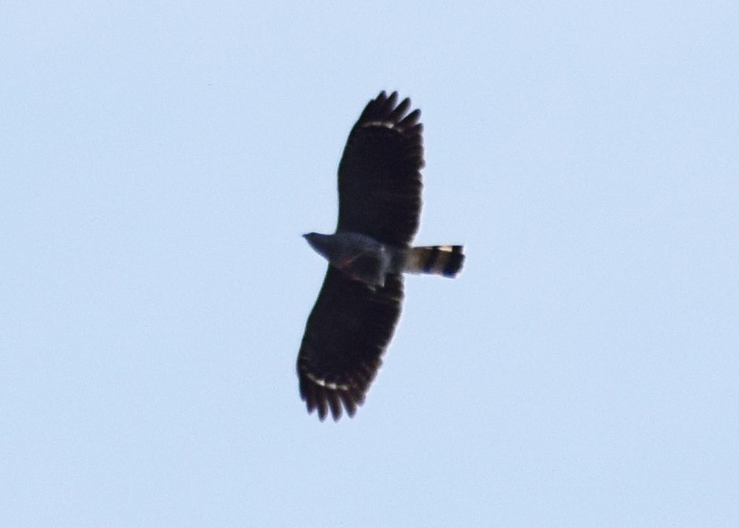 Crane Hawk - ML605766991