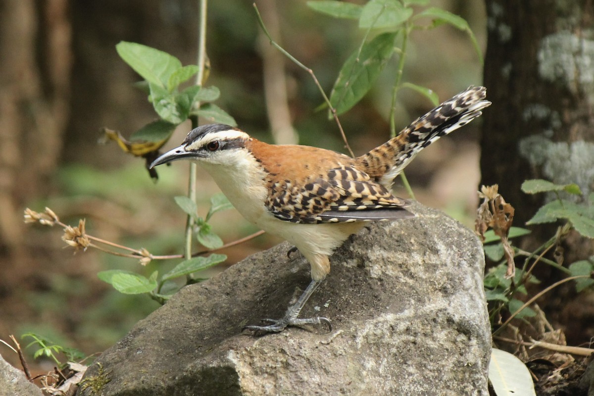 Rufous-naped Wren - ML605767031