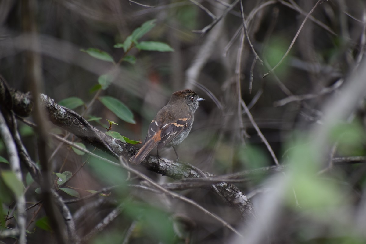 Blue-billed Black-Tyrant - ML605767451