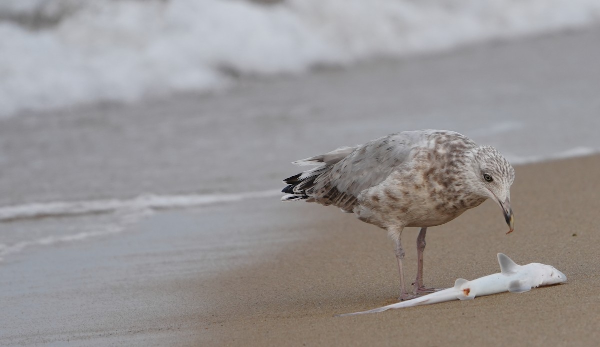 Herring Gull - ML605768281