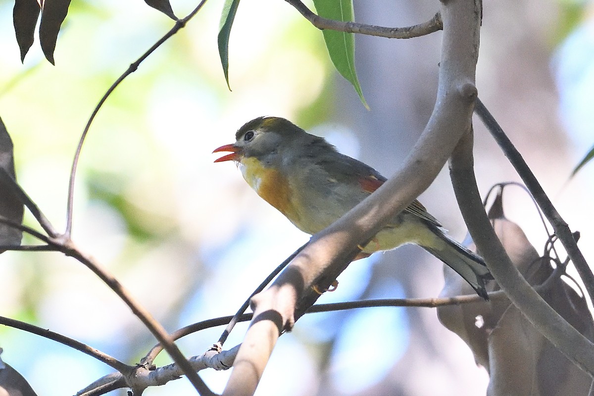 Red-billed Leiothrix - ML605768301