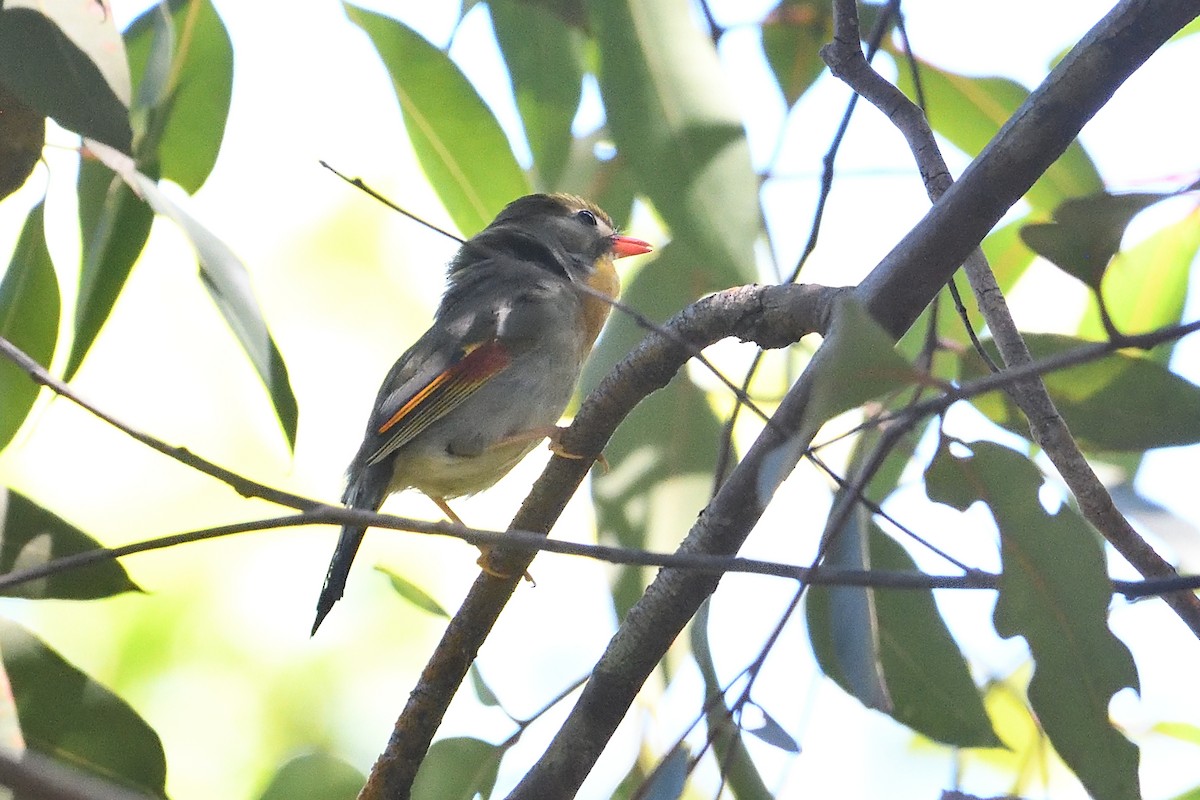 Red-billed Leiothrix - ML605768321