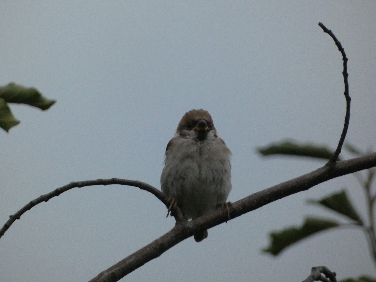 Eurasian Tree Sparrow - ML605768451