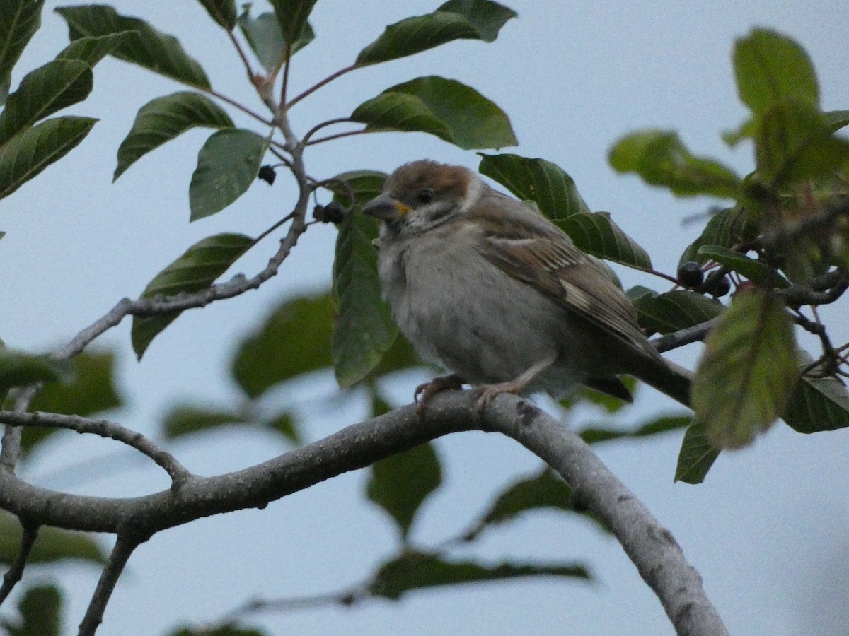 Eurasian Tree Sparrow - ML605768461