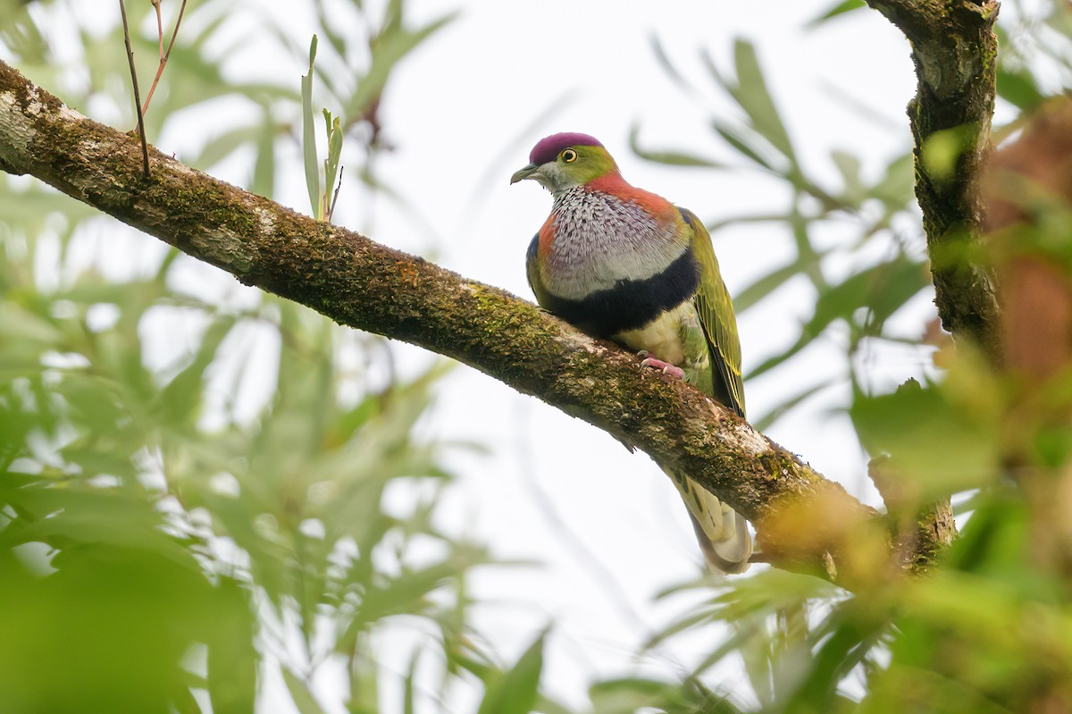 Superb Fruit-Dove - ML605768661