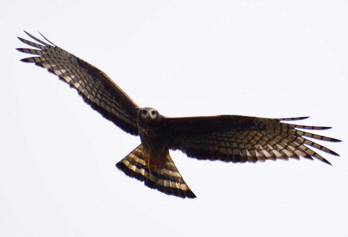 Long-winged Harrier - ML605768931