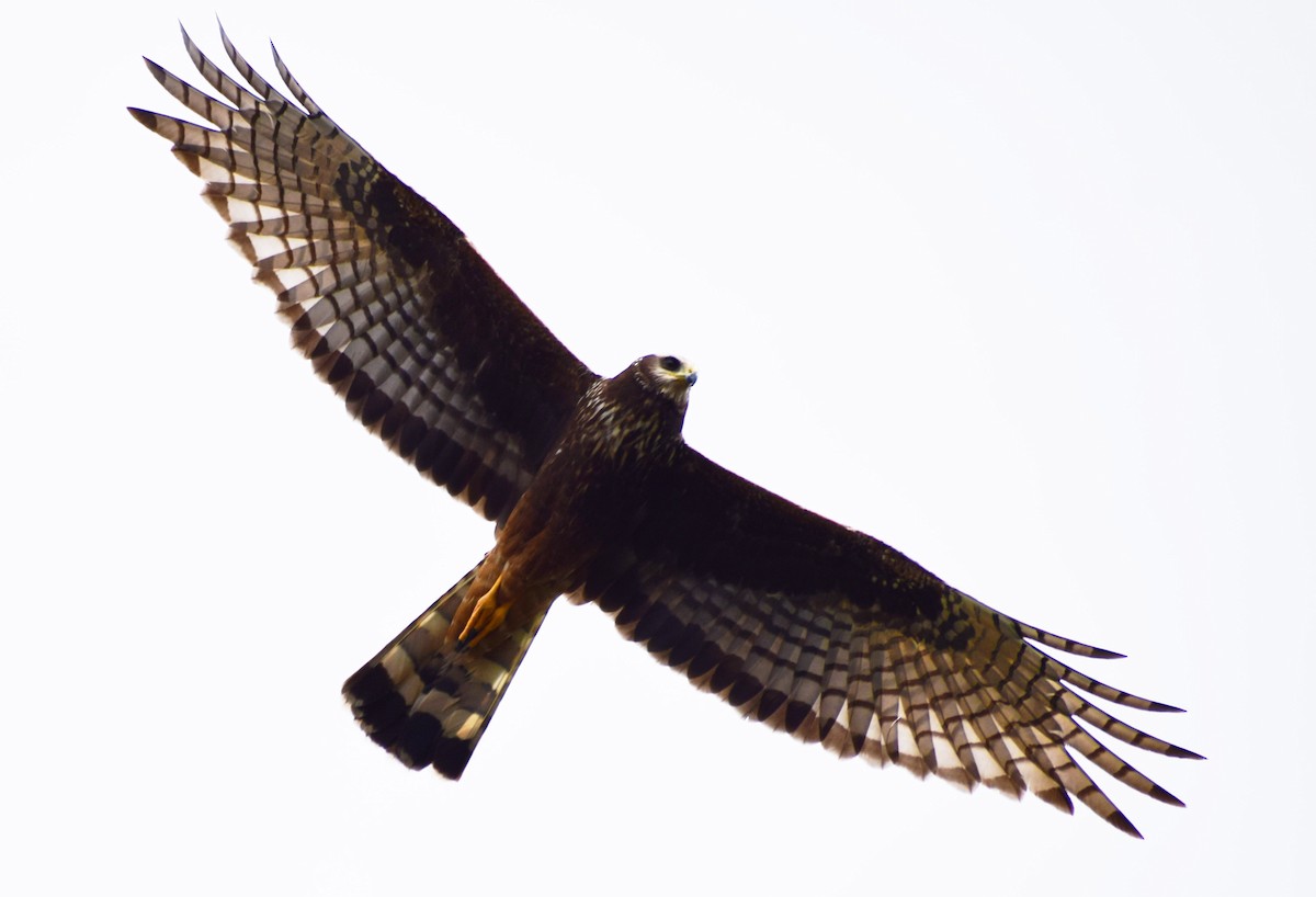 Long-winged Harrier - ML605768941