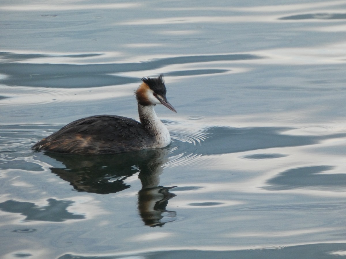 Great Crested Grebe - ML605769181