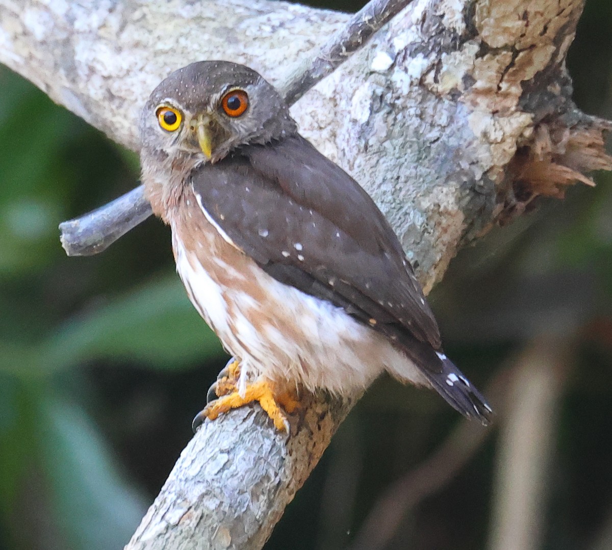 Amazonian Pygmy-Owl - ML605769671