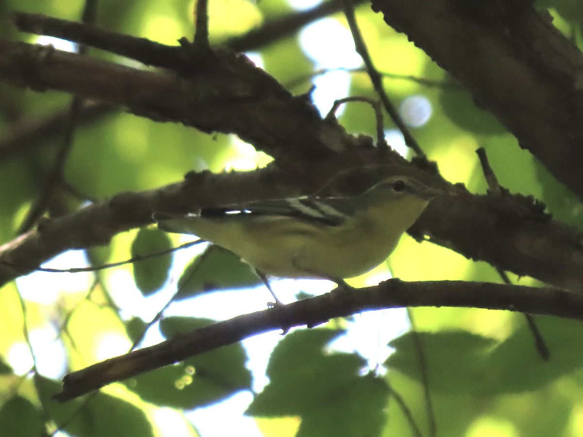 Cerulean Warbler - ML605770491