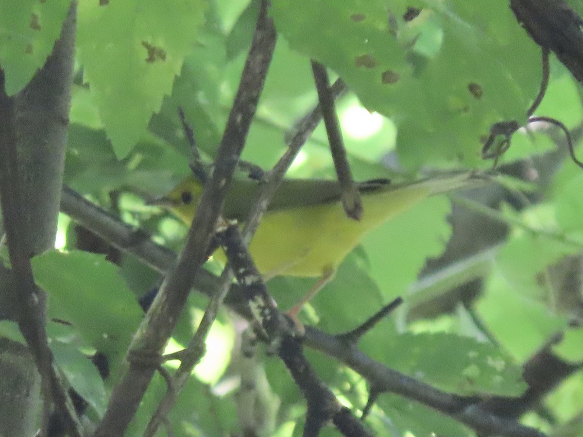Hooded Warbler - ML605770571