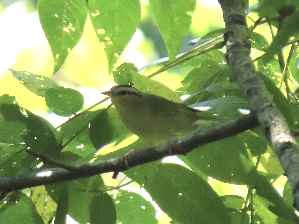 Worm-eating Warbler - ML605770781