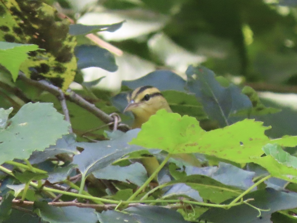 Worm-eating Warbler - ML605770791