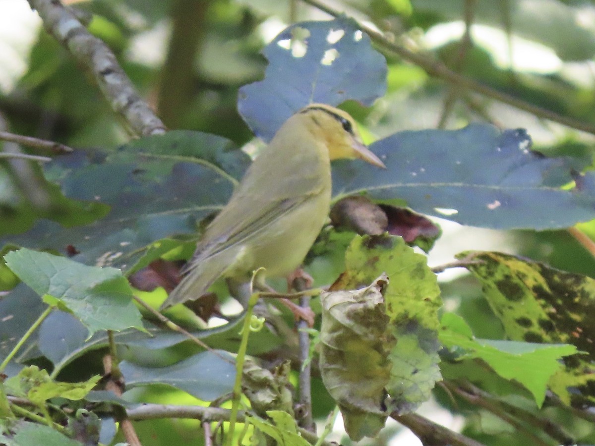 Worm-eating Warbler - ML605770801