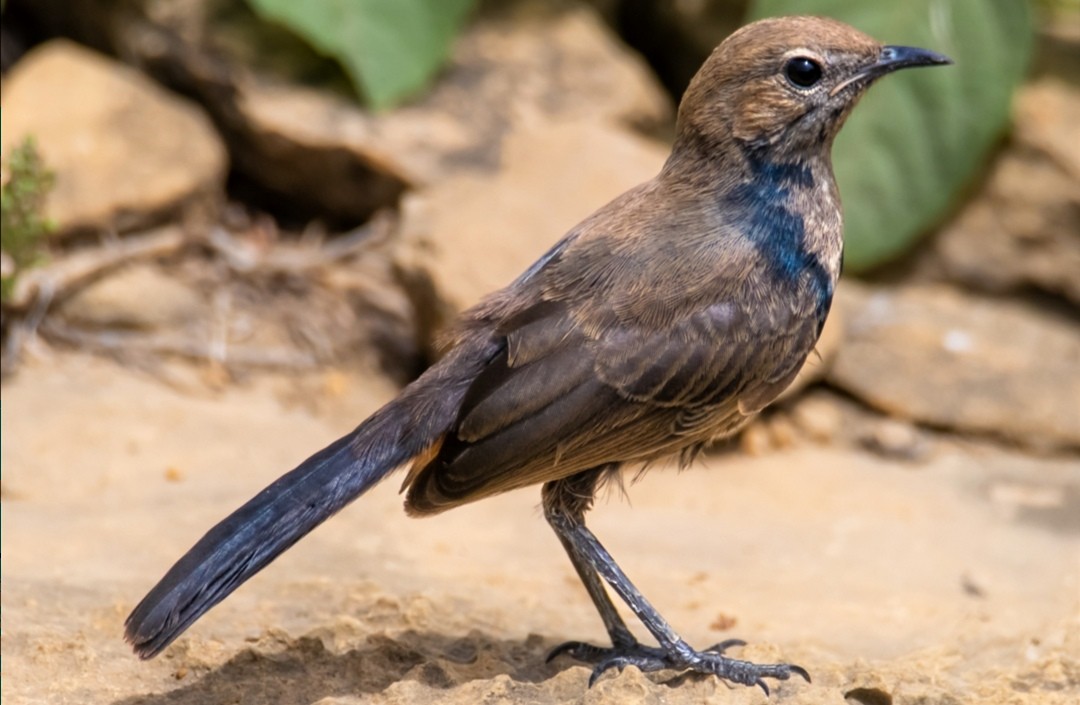 Indian Robin - ML605771031