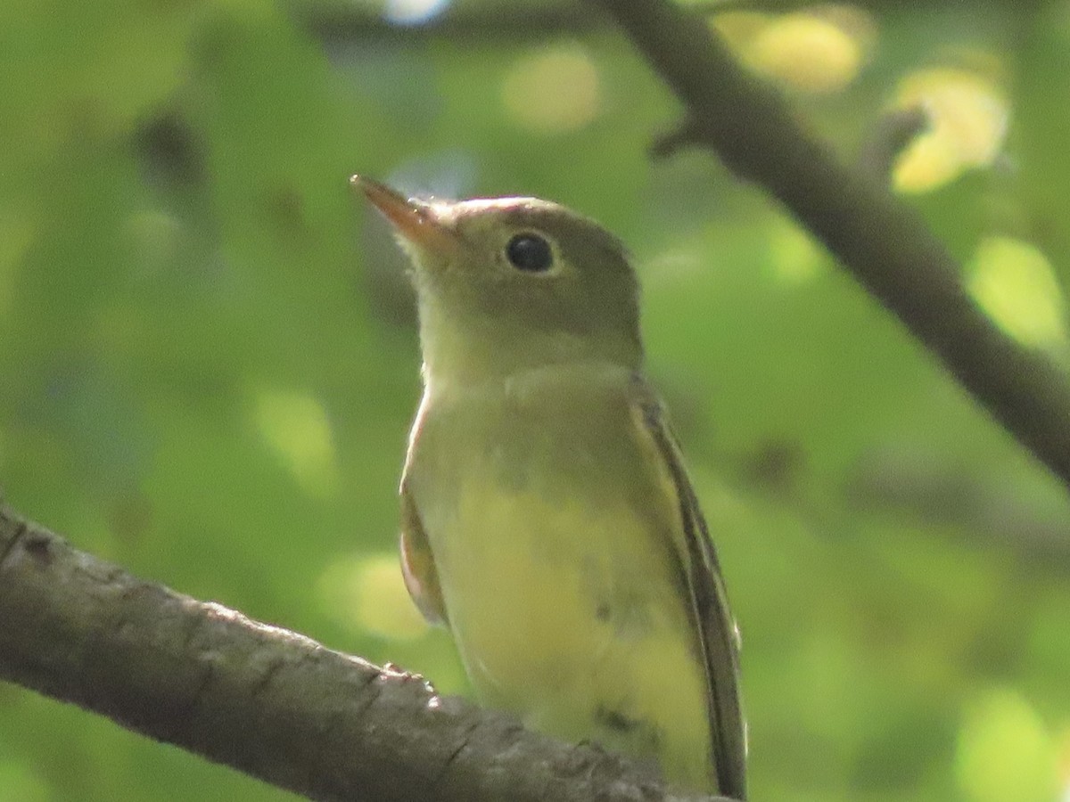 Acadian Flycatcher - ML605771101