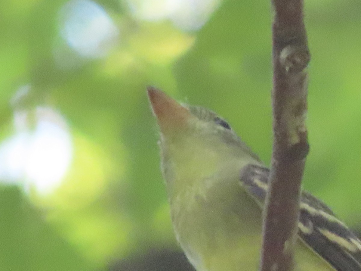 Acadian Flycatcher - ML605771111