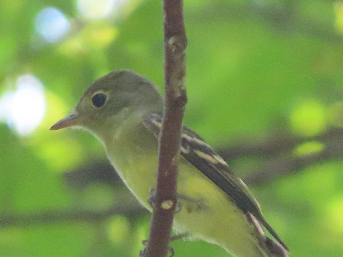 Acadian Flycatcher - ML605771121