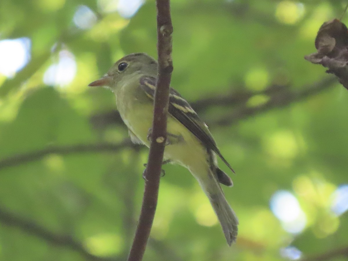 Acadian Flycatcher - ML605771131
