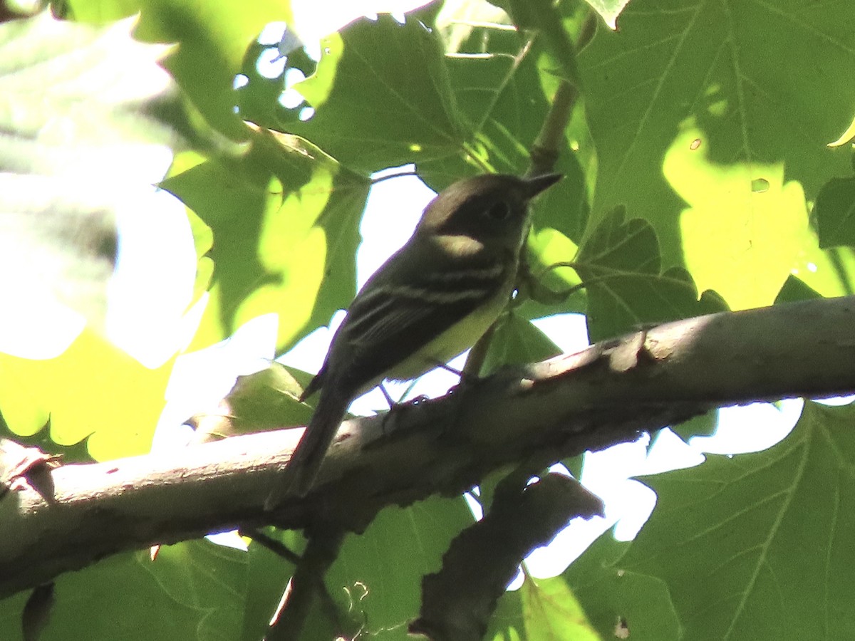 Yellow-bellied Flycatcher - ML605771431