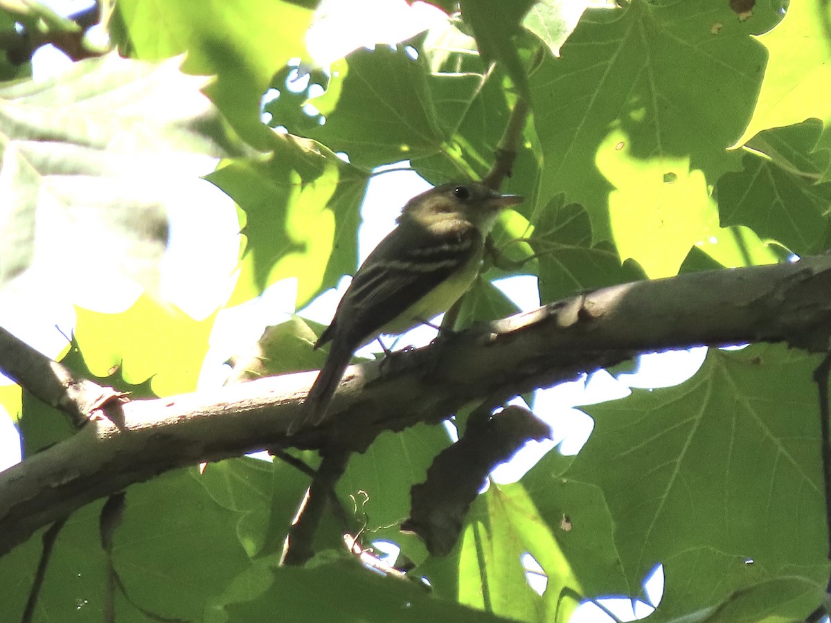 Yellow-bellied Flycatcher - ML605771441