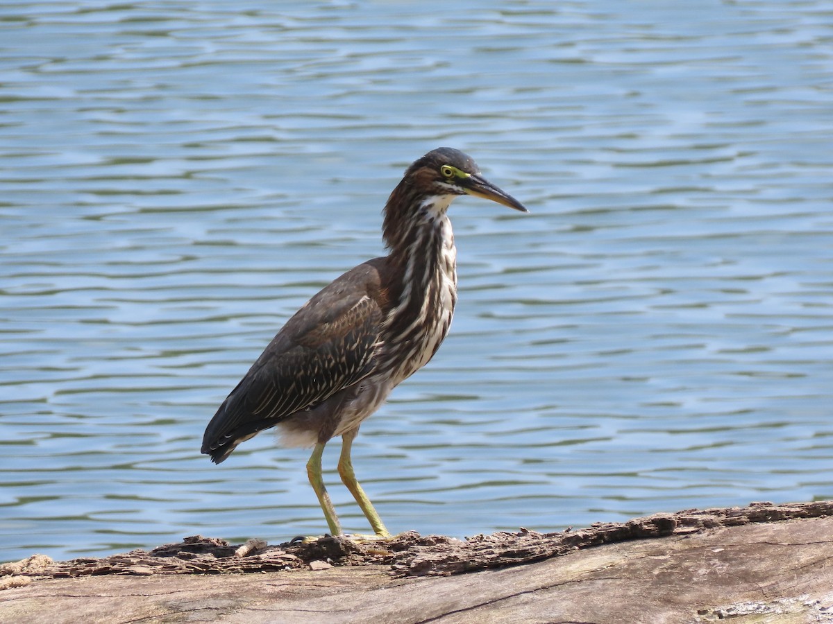 Green Heron - Ruben  Stoll