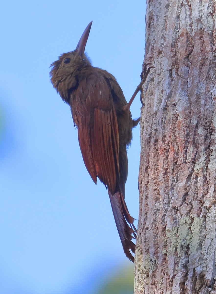 Amazonian Barred-Woodcreeper (Plain-colored) - ML605772191