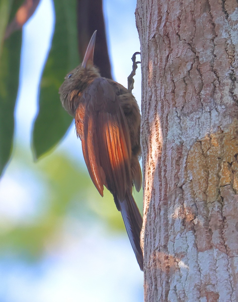 Amazonian Barred-Woodcreeper (Plain-colored) - ML605772211