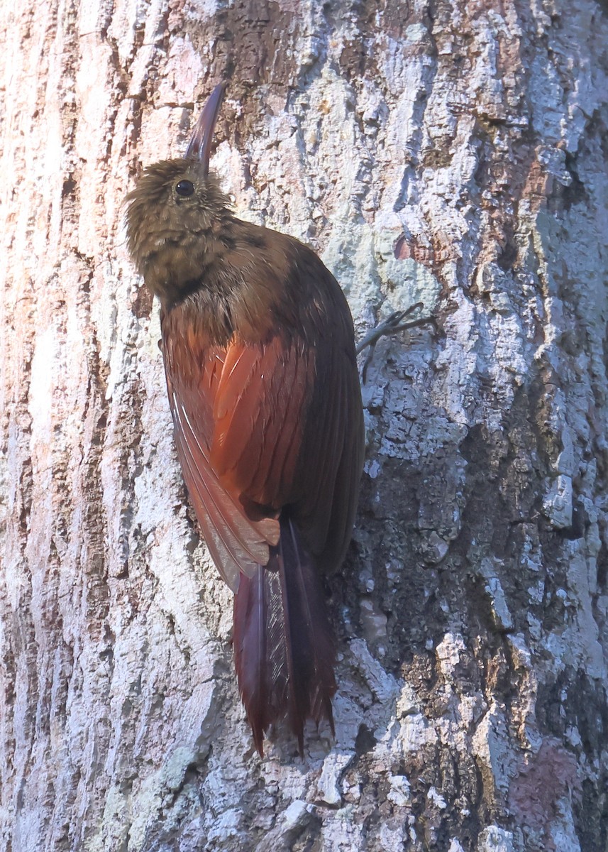 Amazonian Barred-Woodcreeper (Plain-colored) - ML605772221