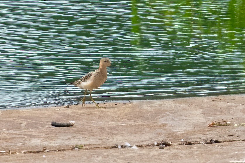 Buff-breasted Sandpiper - ML605772461