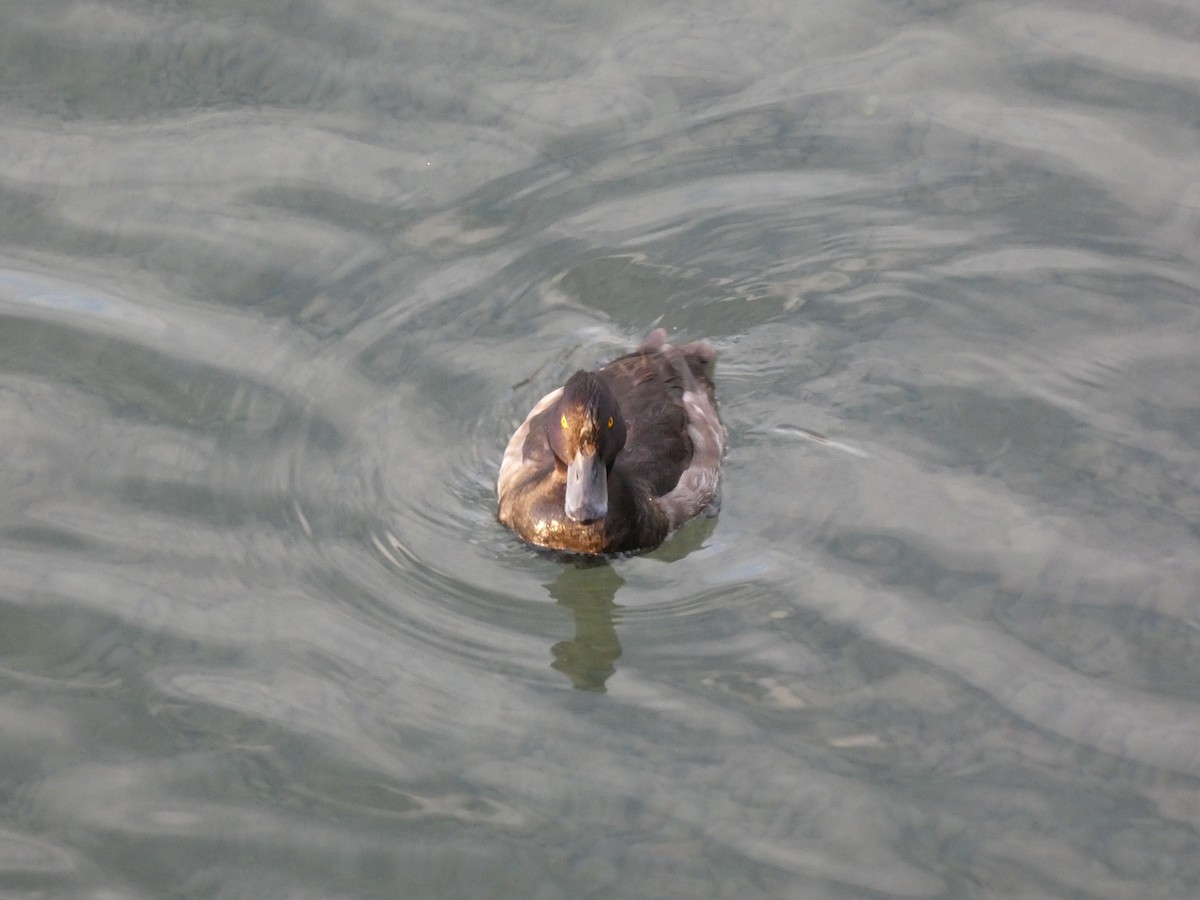 Tufted Duck - ML605772811