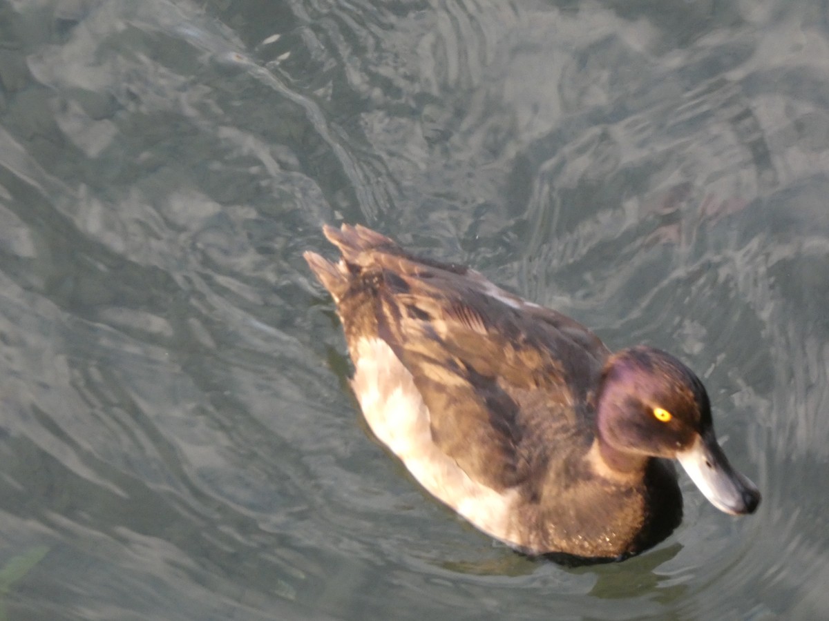Tufted Duck - ML605772821