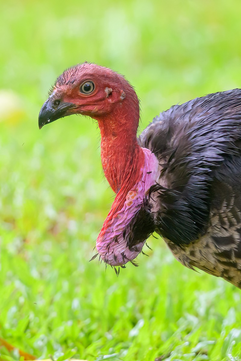 Australian Brushturkey - ML605772921