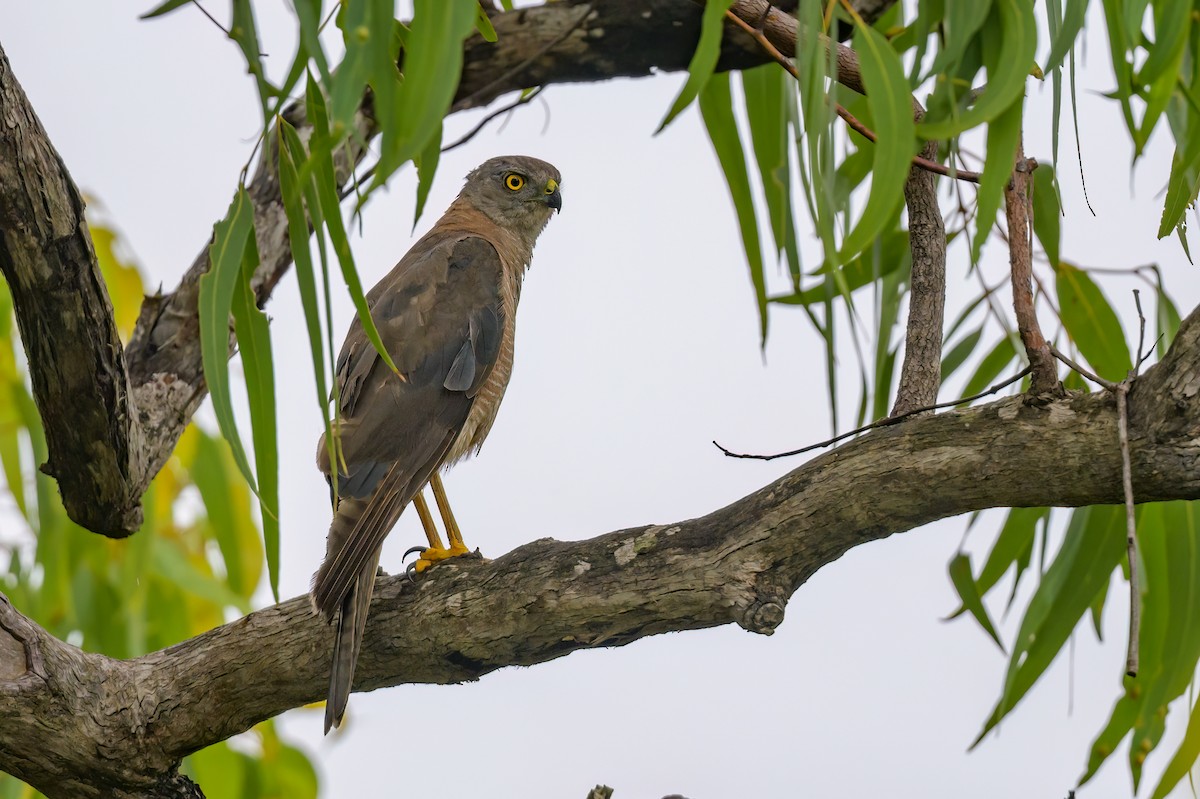 Brown Goshawk - Roger MacKertich