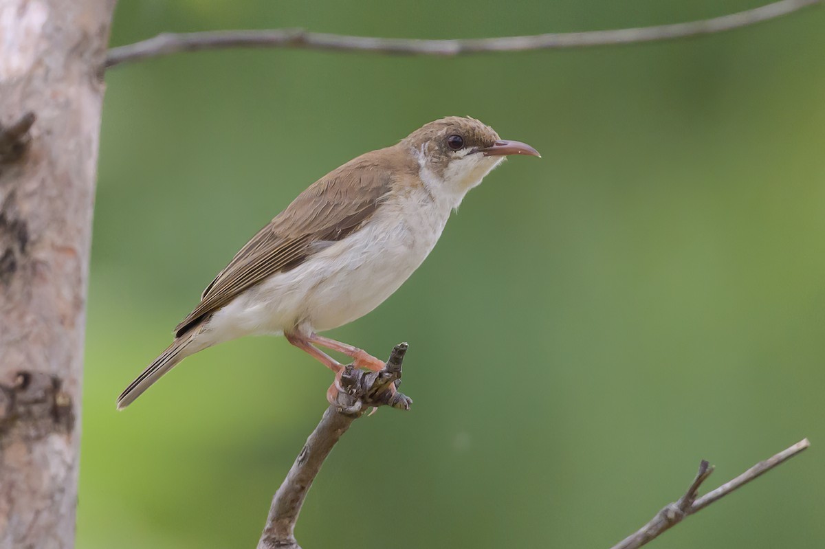 Brown-backed Honeyeater - Roger MacKertich