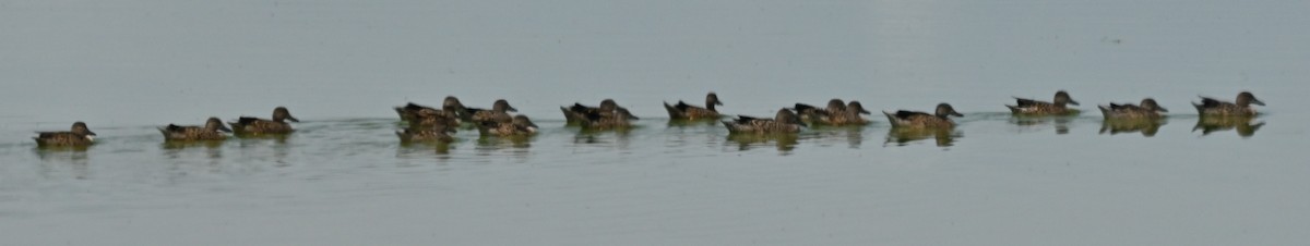 Blue-winged Teal - ML605773721