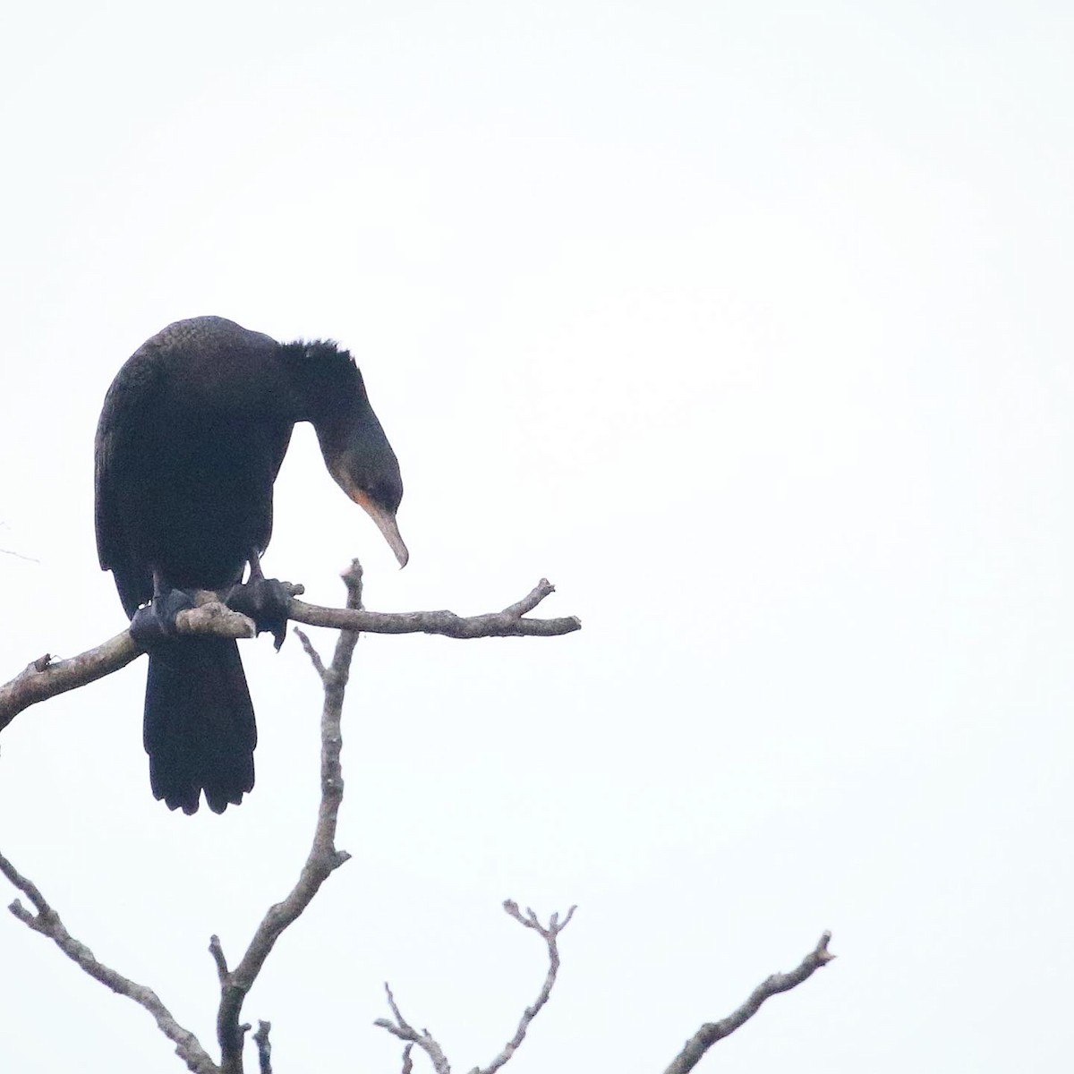 Neotropic Cormorant - ML605773751