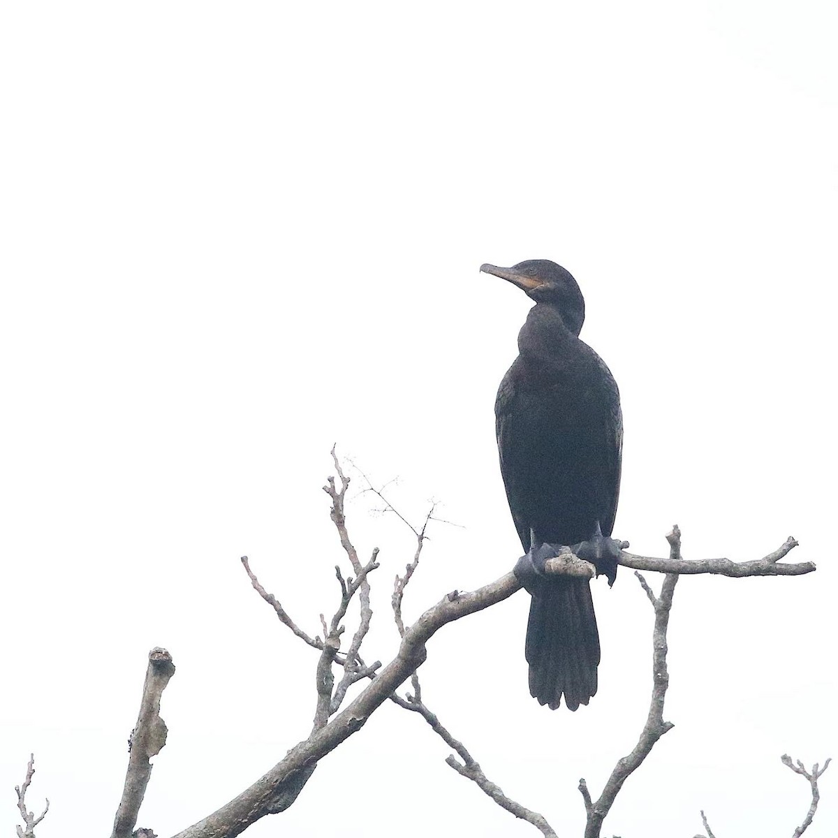 Neotropic Cormorant - ML605773761