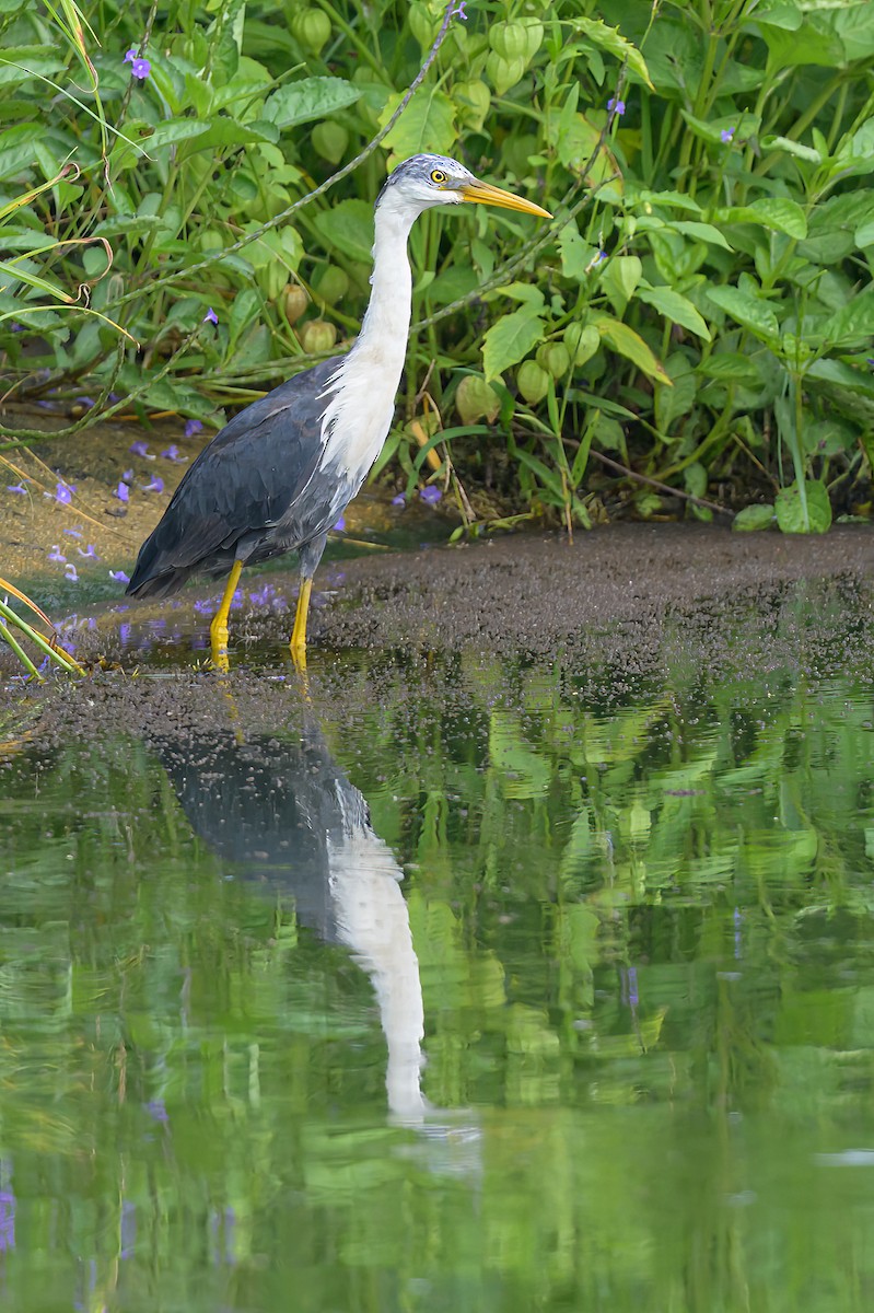 Pied Heron - ML605774781