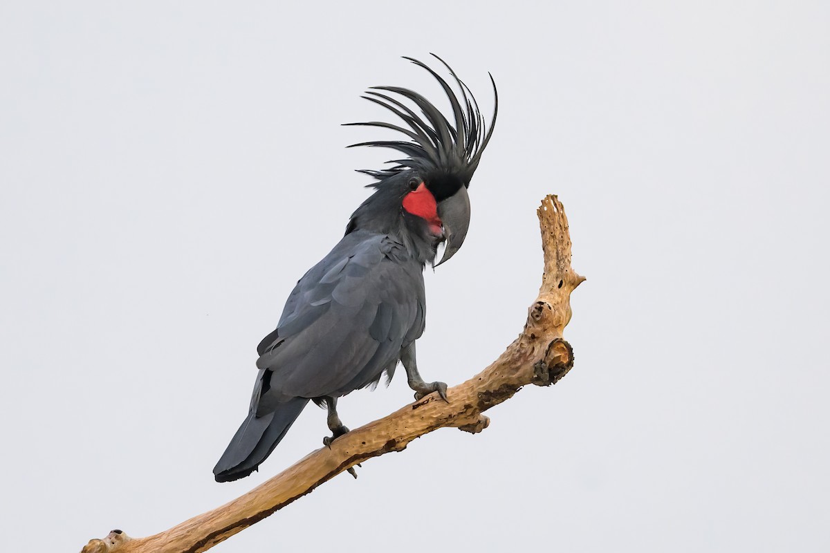 Palm Cockatoo - ML605774911