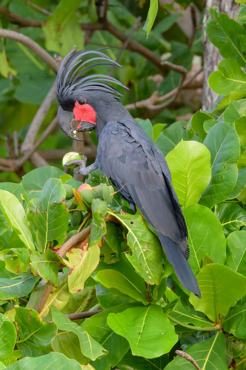 Palm Cockatoo - ML605774921