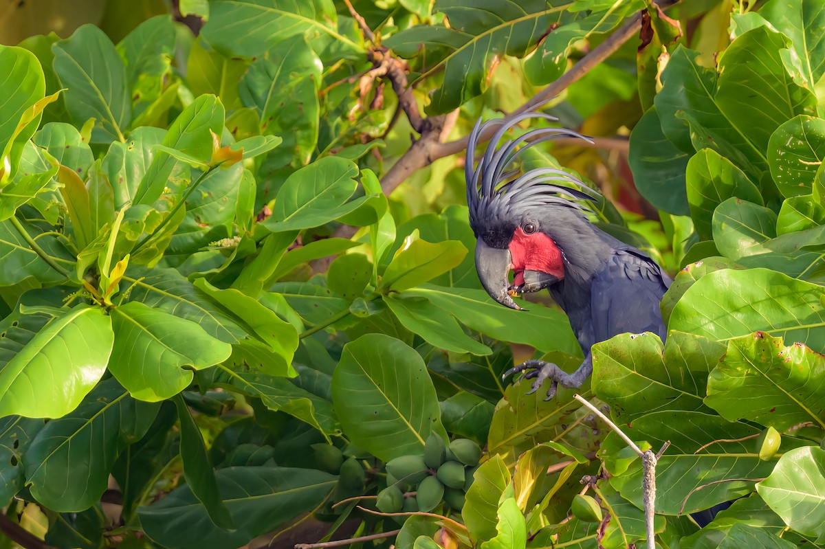 Cacatúa Enlutada - ML605774931