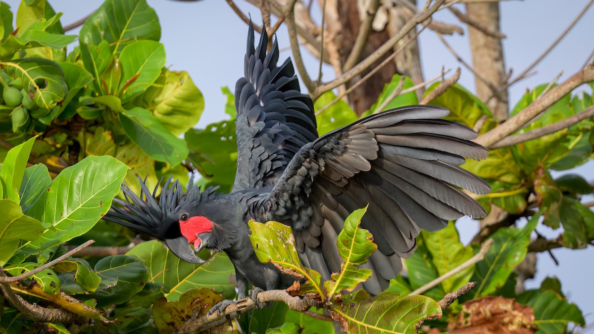 Palm Cockatoo - Roger MacKertich