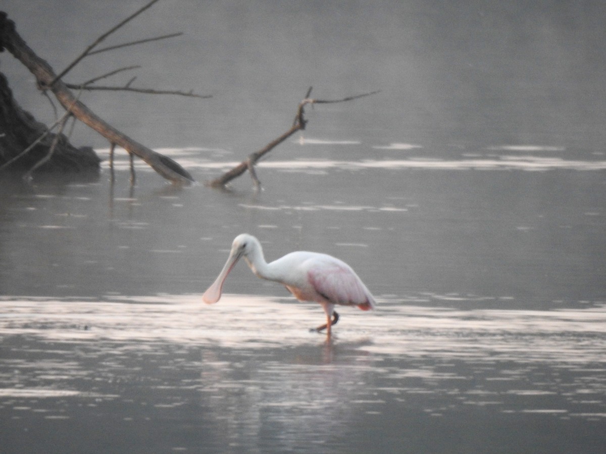 Roseate Spoonbill - ML605775481