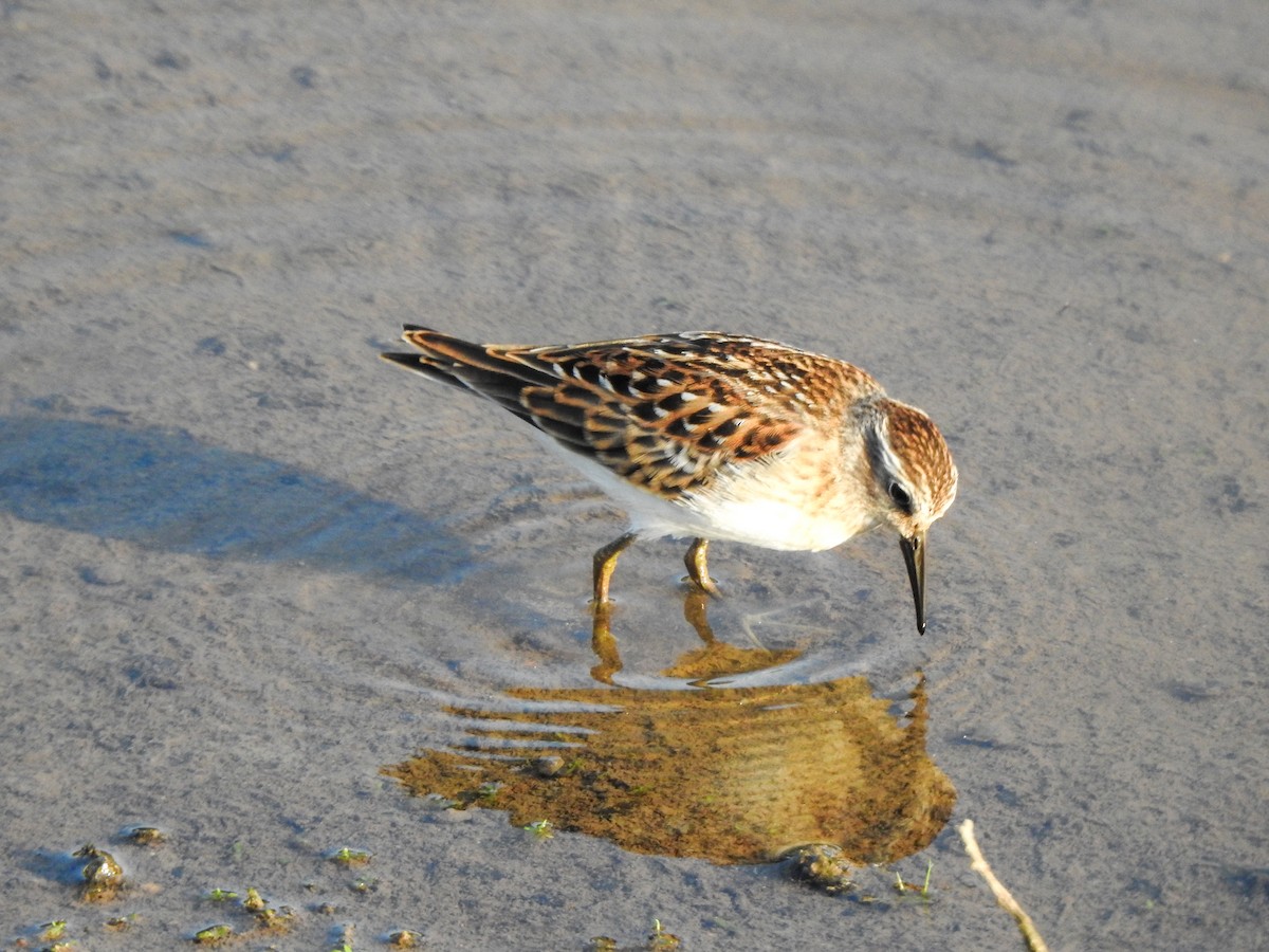 Least Sandpiper - ML605775551