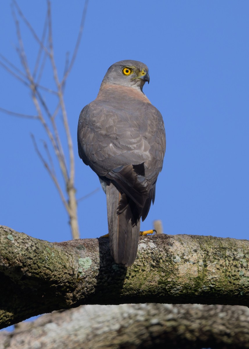 Brown Goshawk - Roger MacKertich