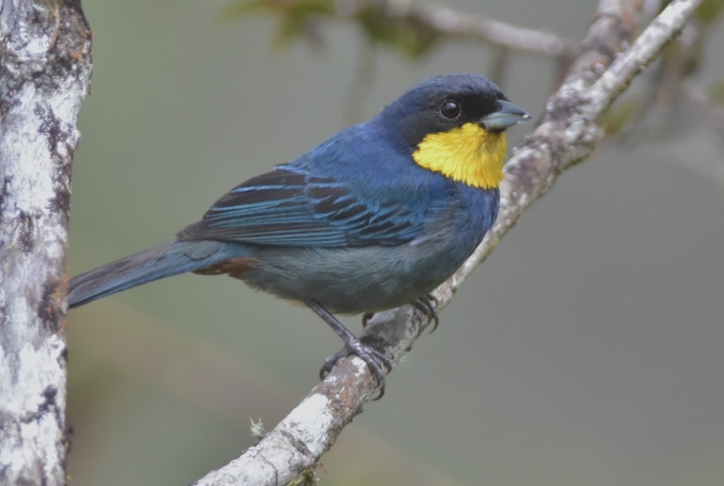 Purplish-mantled Tanager - ML605775991