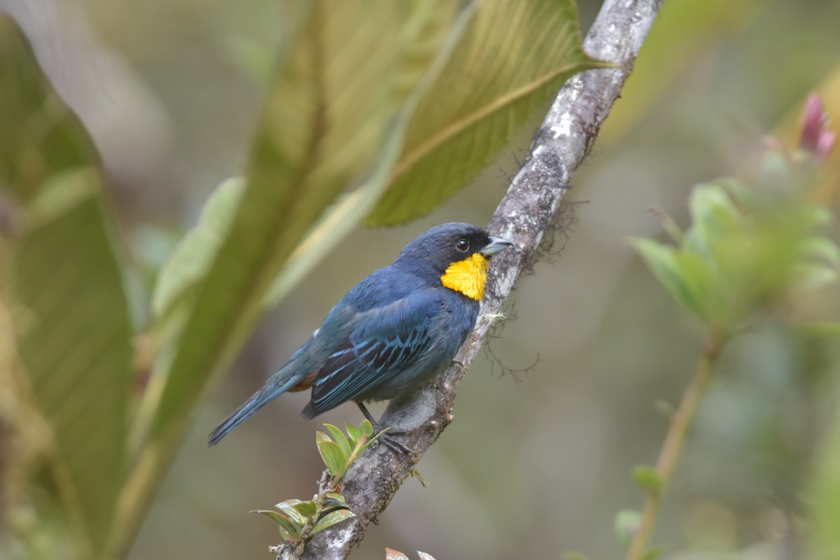 Purplish-mantled Tanager - ML605776001