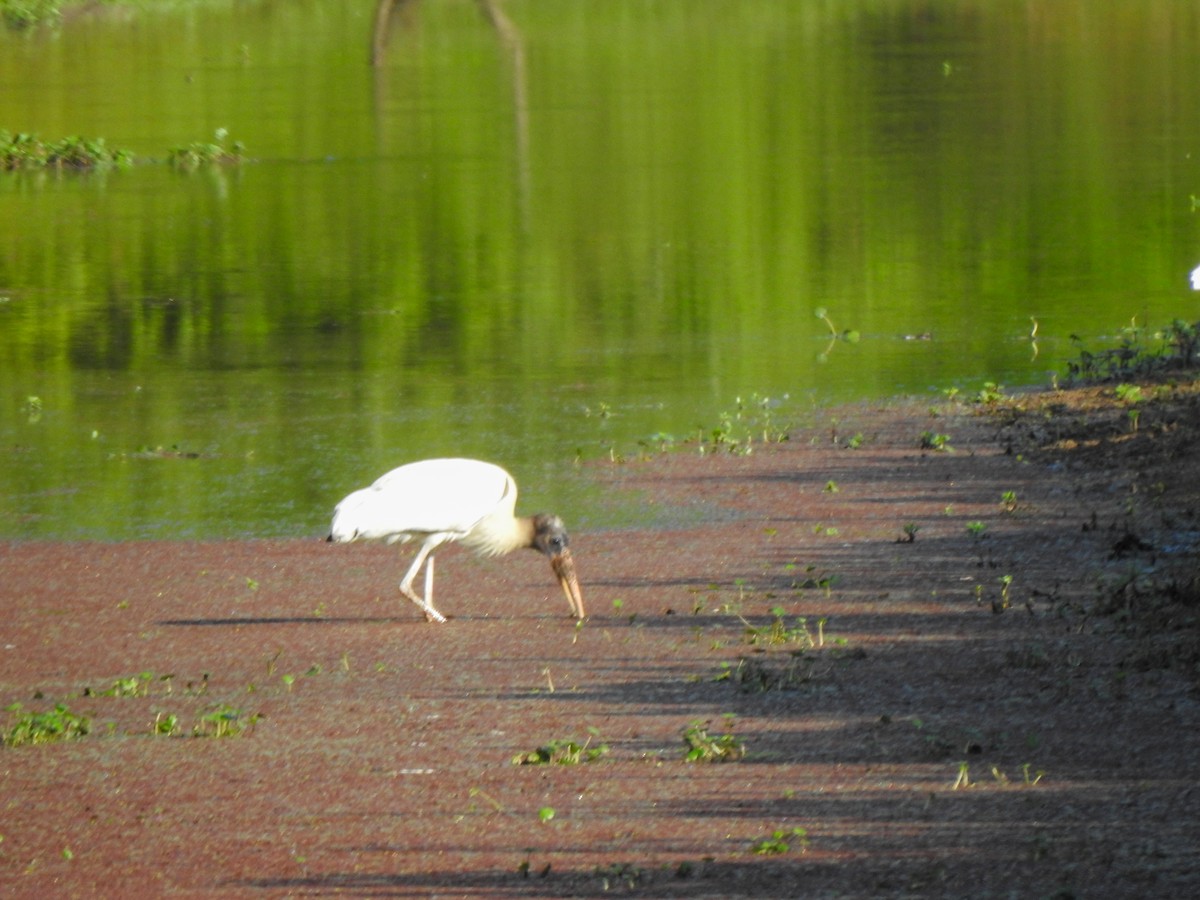 Wood Stork - ML605776151