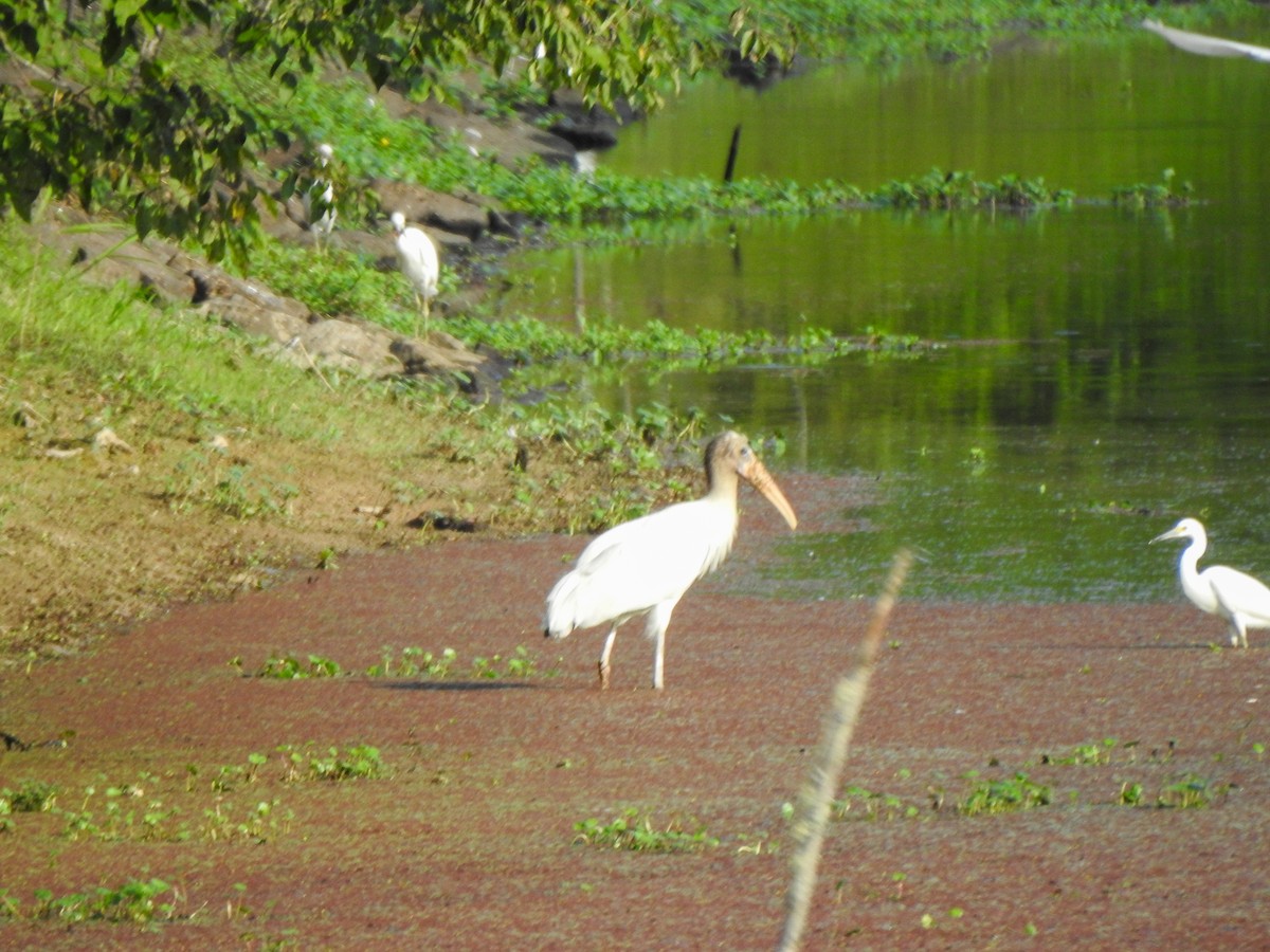 Wood Stork - Ryne VanKrevelen